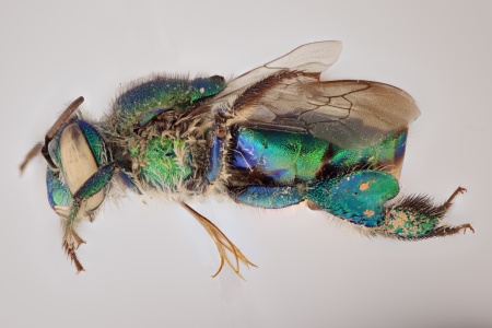 [Euglossa female (lateral/side view) thumbnail]